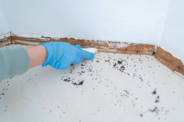 Pest Prevention Services in Westchase, FL